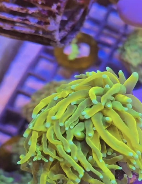 Coral de tentáculos amarelo-esverdeados