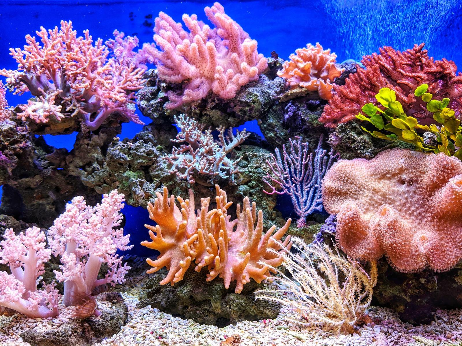 Aquário marinho com corais coloridos
